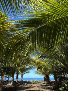 Le Paradis de la Guadeloupe - Pointe-Noire - 8