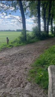 Boshuis Olijfje met heerlijke tuin voor natuurliefhebbers midden in het bos - IJhorst - 6