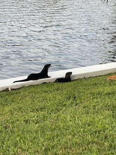 Casa Lago - Cape Coral - 4