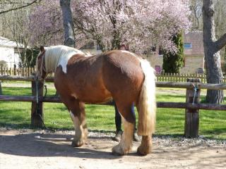 Gîte familial en pleine nature avec équipement complet, idéal pour amateurs de chevaux et balades เสfɔ - FR-1-497-144 - - 8