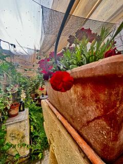 Lilac - Authentic Shared Maltese Home - Birkirkara - 0