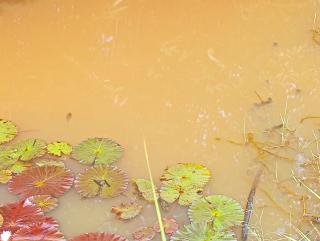 Sunrise Jungle Villa - 6