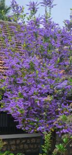 Pannadikadu Homestay - 9