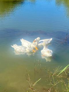 Galil Farm - 6