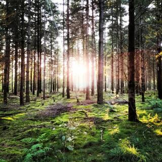 Natuurhuisje Hoogeloon PMV - 5