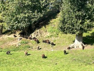 Pontrieux - Moutons Ouessant - Riviere Trieux - Pontrieux - 1