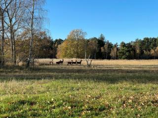 70S Home In Forest Near Jammerland Bay - Store Fuglede - 1