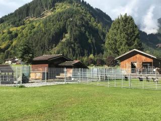 Ferienwohnung Pony Ziegen Hasen Ranch In Bichlbach - Bichlbach - 7