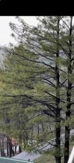 Willow Heights - Murree - 4