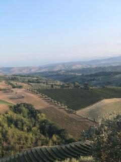 Palme e vigne - Offida - 5
