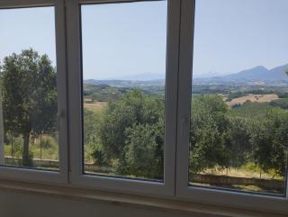 Palme e vigne - Offida - 4