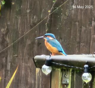 Woodies - Peasmarsh - 9