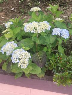 Dreamland Homestay - Lava - 3