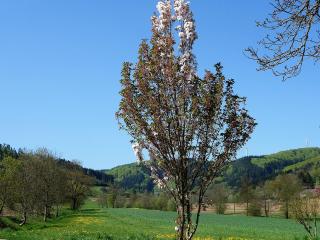 Ferienwohnungen Braun - Seelbach - 8