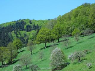 Ferienwohnungen Braun - Seelbach - 7