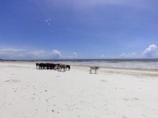 The Coco Paradise - 1