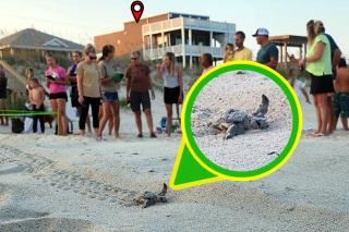 Big Kahuna - Surf City - 6