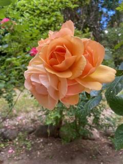 lumineux T3 proche Rotonde - Boulogne-Billancourt - 3