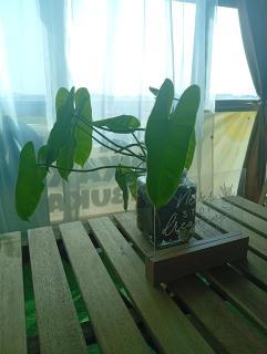 Bajet Homestay - Teratak Singgah - 6