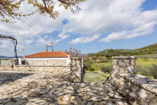 Olive Roots - 5