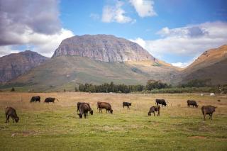 Wagyu Mountain Lodge - Paarl - 5