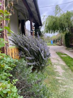 Apartment Hiža 38 - 6