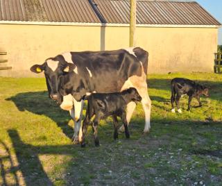 Watervalley Farm Self Catering - - 9