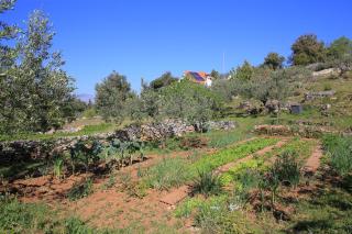 Secluded family friendly house Skrip, Brac - 18944 - Postira (Postire) - 4