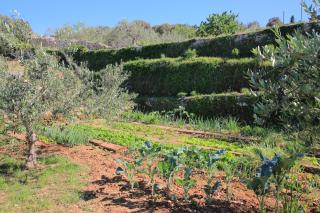 Secluded family friendly house Skrip, Brac - 18944 - Postira (Postire) - 3
