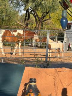 Horseshoe Tiny home - Scottsdale - 0