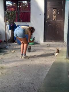 House the Cats - Panajachel - 4