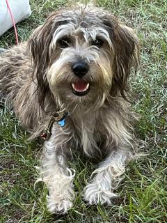 Puppies&Pancakes at Innes Park Opp Park&Beach Dogs welcome inside - Pemberton - 7