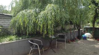 Casa Criss - Only Pet Friendly - Arad - 2