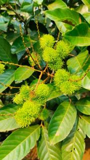 Jungfra farmstay - Pulpally - 9