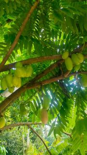 Jungfra farmstay - Pulpally - 6