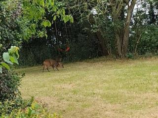 Picturesque Family Hideaway Chipping Ongar Essex - Fyfield - 6