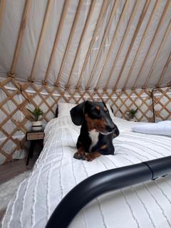 The Isla Yurt - Colchester - 3