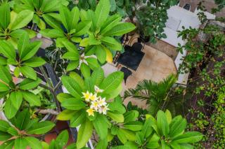 La Rose Suites - Phnom Penh - 7