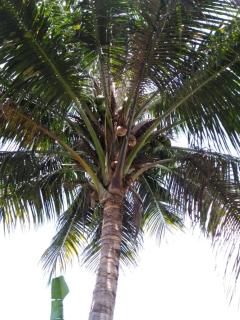 Tropical Breeze Grenada - Westerhall Land Settlement - 4