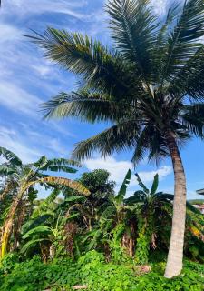 Tropical Breeze Grenada - Westerhall Land Settlement - 2