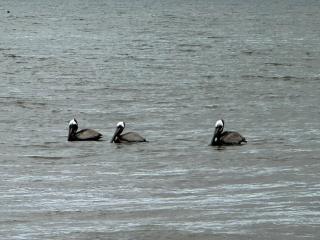 Dauphin Dream - Dauphin Island - 1