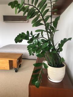 Sloneczny apartament - Breslavia - 7
