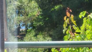Pine Beach holiday home 2 bedrooms 50 meters to the beach - Kalivia Poligirou - 6