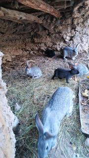 Aslon Guest House - Aydar Kul’ - 1