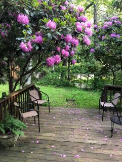 Catskills ChestnutCreek+Swimming Hole+Firepit+Hike - Neversink - 5