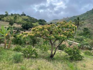 Sitio BOEIROS - Casa de campo em uma pequena fazenda de limões - Pombos - 7