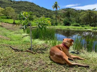 Sitio BOEIROS - Casa de campo em uma pequena fazenda de limões - Pombos - 5