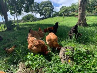 Sitio BOEIROS - Casa de campo em uma pequena fazenda de limões - Pombos - 4