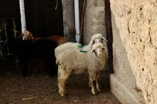 Guest House Ailin - 1