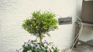 Texlhof - Stella Alpina - Partschins - 1